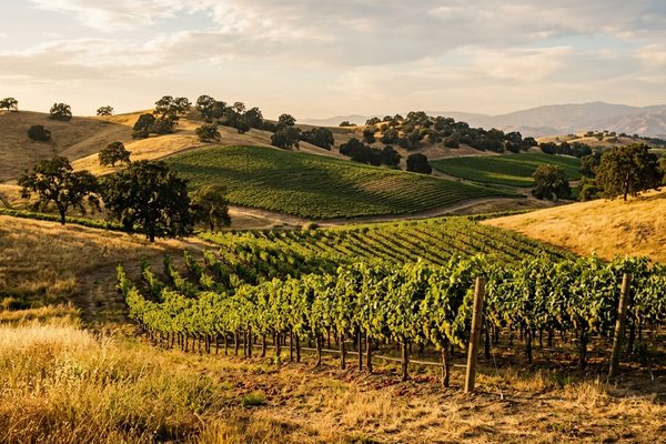 Rows of grapevines on rolling golden hills dotted with oak trees in inland Southern California wine country at late afternoon.