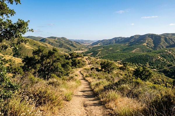 A dirt hiking trail winds through oak trees and chaparral on rolling hills, with rows of orchard trees on the slopes in the distance under a clear blue sky.